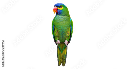 Isolated parrot, green and blue plumage, vibrant colors, colorful bird, tropical fauna