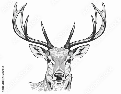 Stag deer head sketch vector graphics monochrome black-and-white drawing Vector illustration