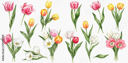 A beautiful collection of watercolor tulip illustrations in pink, yellow, white, and red, arranged as single stems and delicate spring bouquets.