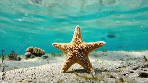 Starfish resting on sandy ocean floor in shallow clear coastal water environment