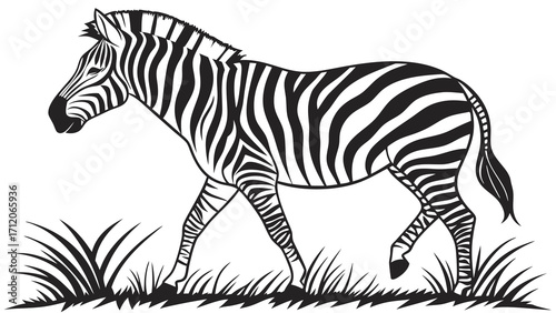 Black and white illustration of a zebra walking in the grass.