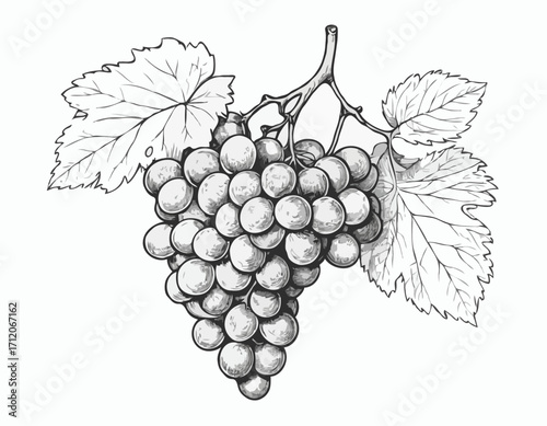 Grapes Bunch hand drawn sketch illustration Fruits and orchards