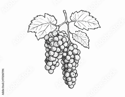 Grapes Bunch hand drawn sketch illustration Fruits and orchards