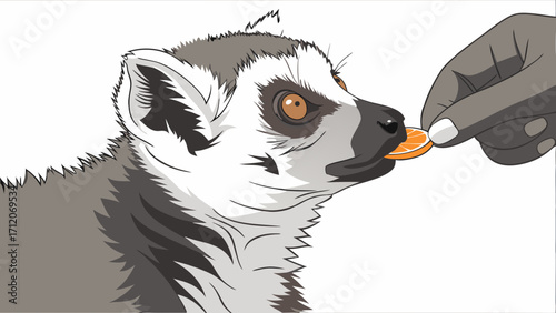 Ring-tailed Lemur being fed a citrus fruit slice wildlife illustration vector art.