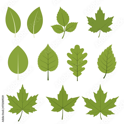 Illustration of various green leaf shapes, including maple, oak, and birch, arranged on a white background.