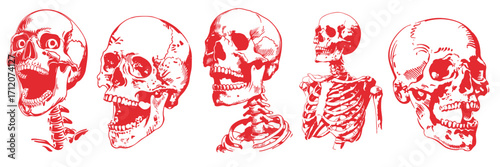 Halloween skeleton skull illustration set in vintage style sketch