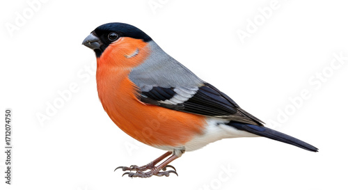 Isolated Eurasian bullfinch perching, seen in profile, shows off its beautiful colorful plumage