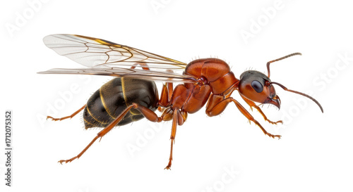 Vászonkép Isolated Queen ant, beautiful insect with wings on a neutral backdrop – macro de