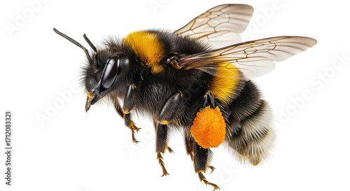 Isolated bumblebee carrying pollen sac flies near, detailed body in close-up with wings fluttering