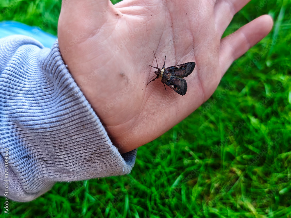 Fototapeta premium Child gently holds a large moth on an outstretched hand in a grassy field during daylight hours