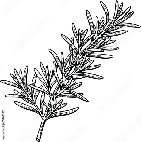 Rosemary Herb Botanical Etching and Engraved Illustration