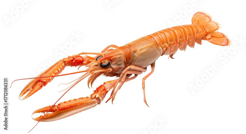Quadro su tela Isolated Norway Lobster Edible Seafood, Prawn Closeup, Fresh Food, Delicious, He