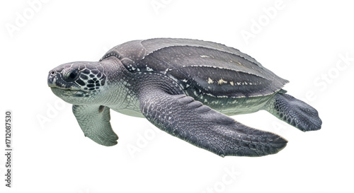 Isolated gray leatherback sea turtle with mottled skin swimming, reptilian marine animal