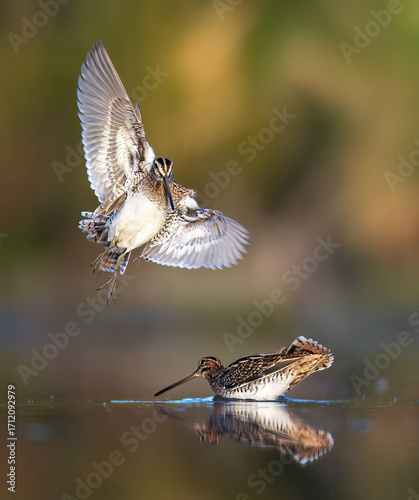 The Common Snipe Gallinago gallinago he waits at the edge of the pond looking for food.