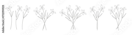 Set of matthiola bouquets. Bunches of blooming wildflowers, perennial wild plants. Line art, minimal style, contour. Botanical hand-drawn elements for design projects. Vector illustration