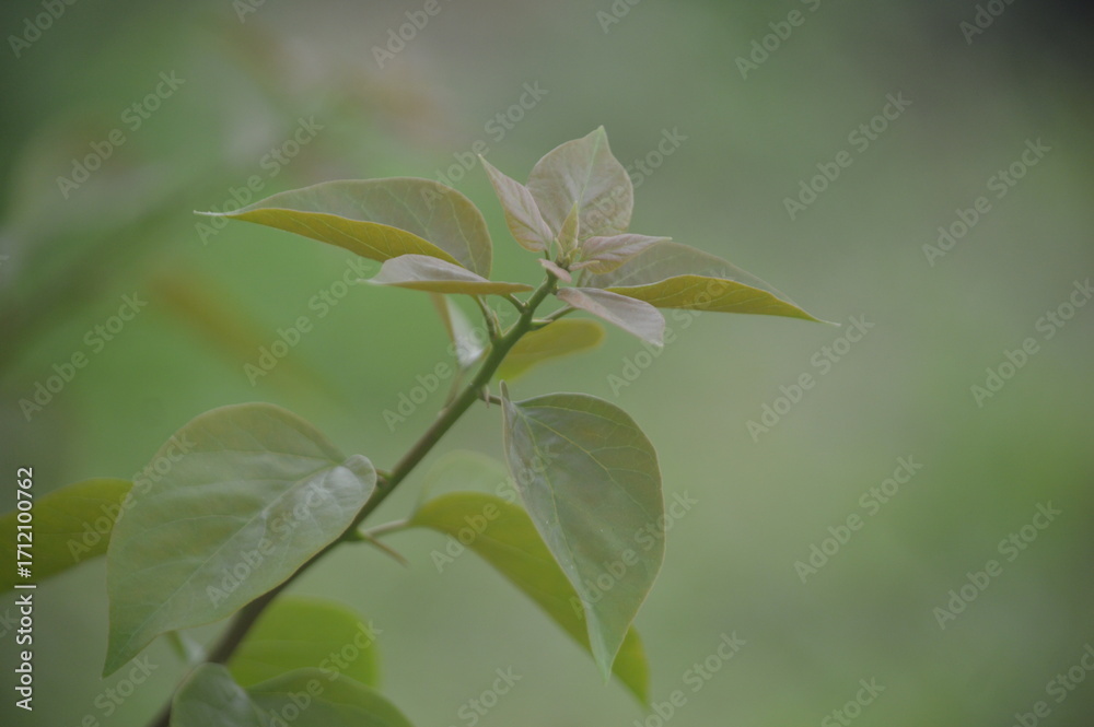 Fototapeta premium A close-up photograph of young brownish-green leaves growing on a slender branch, set against a smooth natural green background. The image highlights the beauty of fresh foliage, plant growth, and nat