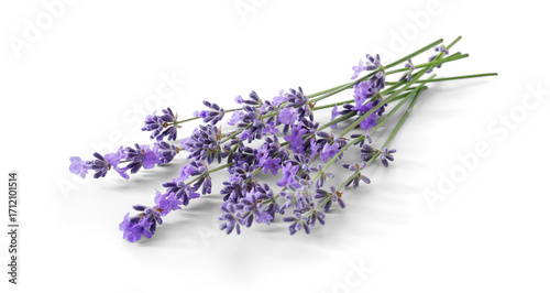 Lavender sprigs with purple flowers isolated. Lavender flowers on white.