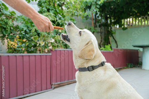 A Labrador retriever sitting outdoors and reaching for a chew treat from a person’s hand