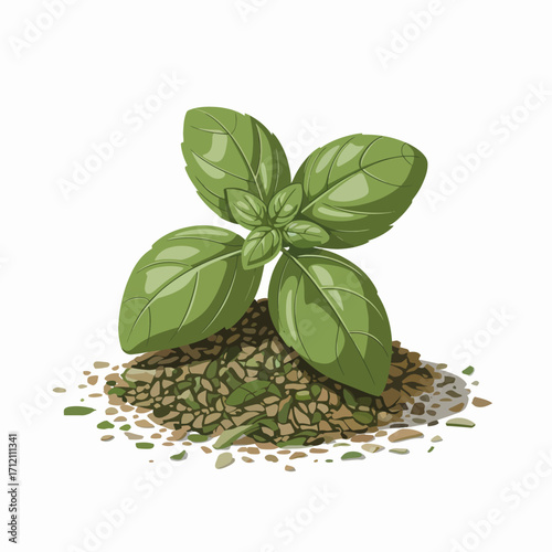 Fresh basil leaves and dried basil flakes culinary herb illustration for food applications on white background