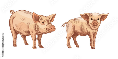 Hand drawn vintage sketch set of two farm pigs in color, domestic piglets isolated vector illustration for agriculture