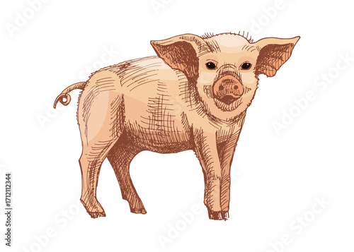 Hand drawn vintage sketch of piglet farm animal in rustic countryside style, isolated vector illustration