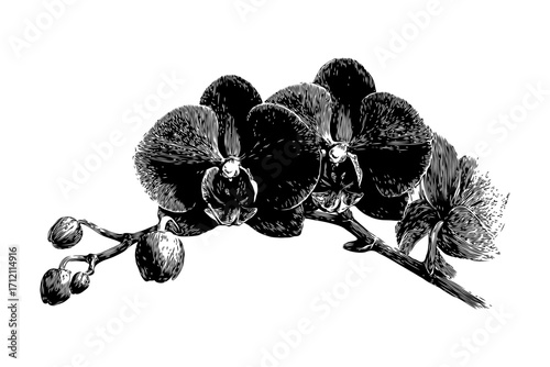 Black ink drawing of orchid flowers with buds and stem in engraving style on white background, symbolizing elegance and botanical beauty