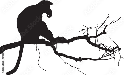 Monkey silhouette perched on bare tree branch