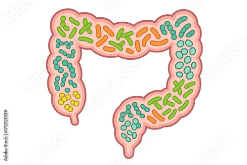 Gut microbiome and digestive health concept. Intestines with probiotic bacteria pattern. Healthy gut flora with bifidobacterium, lactobacillus, streptococcus. Vector.