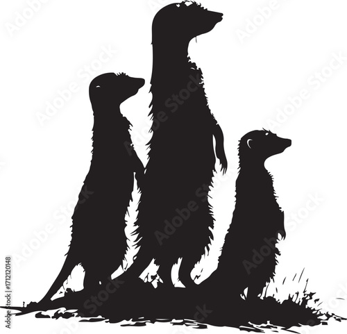 Alert meerkats stand guard watching horizon