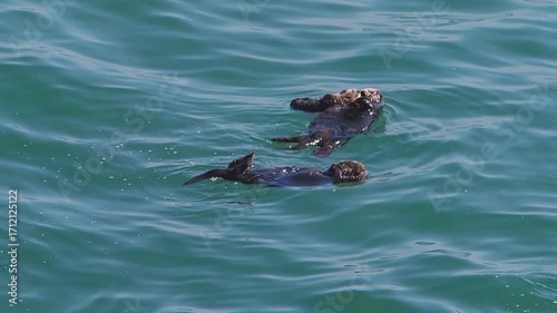 Cape Kiritappu, Hokkaido Wild sea otter parent and child raising their young