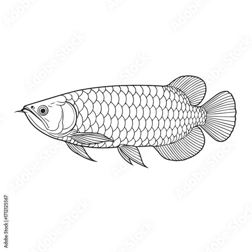 A detailed vector representation of an arowana fish, rendered in monochrome with bold outlines, emphasizing beauty, cultural symbolism, and natural aquatic elegance.