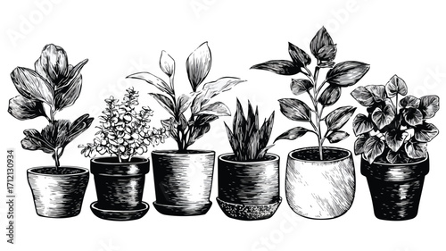 Monochrome Sketch of Various Potted Plants for Interior Design Inspiration