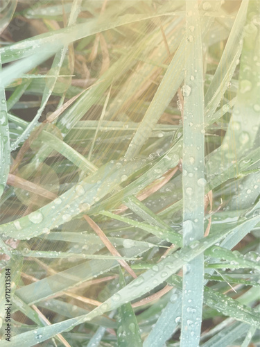 Fresh green grass with morning dew