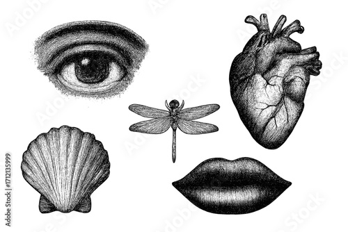 Vintage overlay elements set with black and white halftone eye, lips, seashell, human anatomical heart, and dragonfly illustration, trendy grunge vector art collection