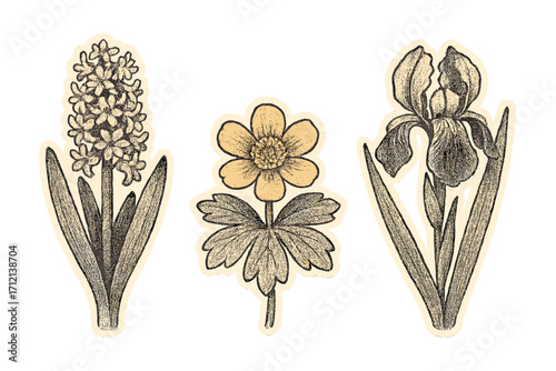 Vintage spring flowers set in dotted halftone collage style with retro elements, hyacinth, winter aconite, iris. Trendy botanical stickers for posters, art, t-shirts, nature designs