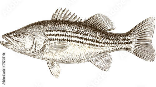 Vintage Engraved Striped Bass Fish Illustration for Design Projects