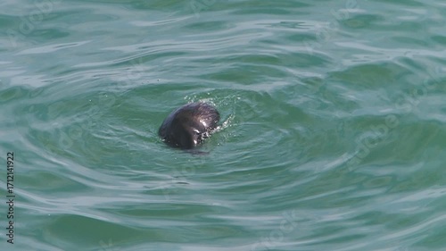 Cape Kiritappu, Hokkaido Wild sea otter parent and child raising their young