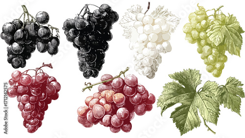 Vibrant Grape Berries and Leaves: Fresh Bunches of Black Grapes Photo