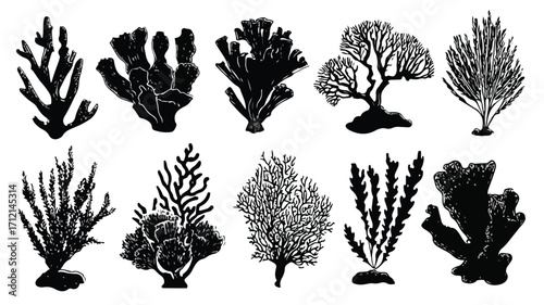 Hand Drawn Set of Corals and Seaweed Silhouettes for Underwater Design Inspiration
