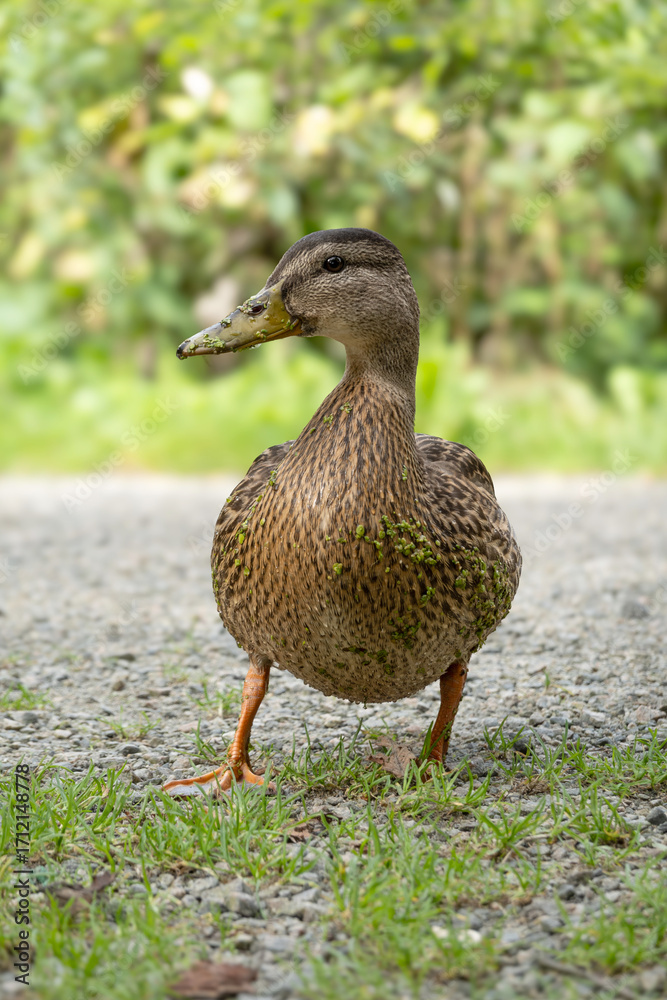 Fototapeta premium Front View of Female Mallard Duck with Duckweed on Beak in Natural Green Setting. Front view of a wild female mallard duck (Anas platyrhynchos) standing in natural light with her head turned sideways.
