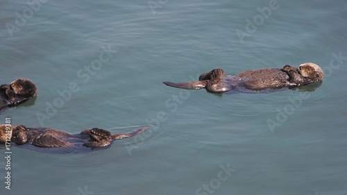Cape Kiritappu, Hokkaido Wild sea otter parent and child raising their young