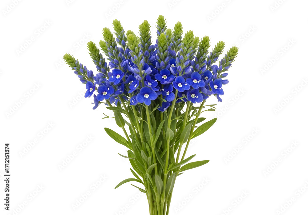 Obraz premium A vibrant bouquet of vivid blue flowers, set against a striking black background, showcases delicate blossoms and lush green foliage.