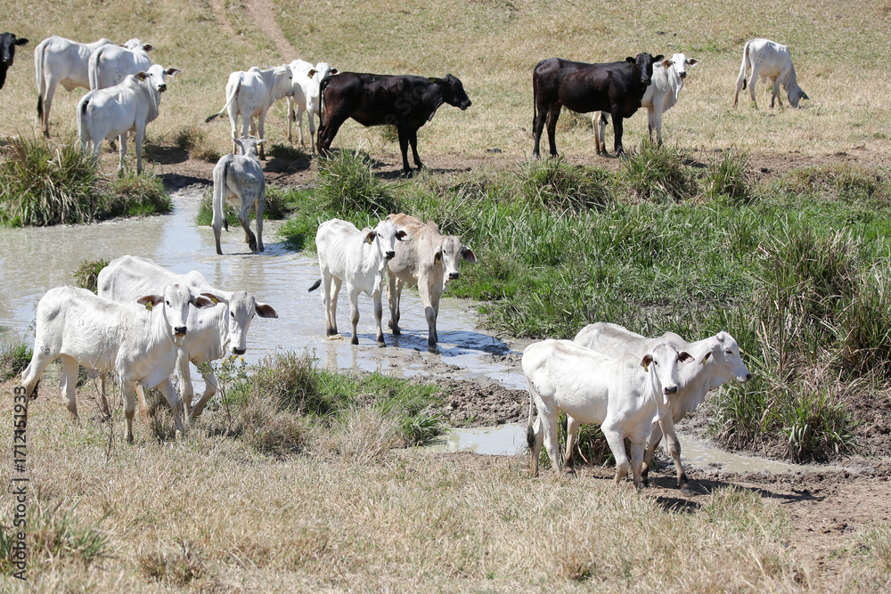 Obraz premium Bezerros pastando em liberdade, símbolos da vida rural e da conexão com a natureza. A tranquilidade do campo e a pureza dos animais revelam a essência da pecuária sustentável e a harmonia.