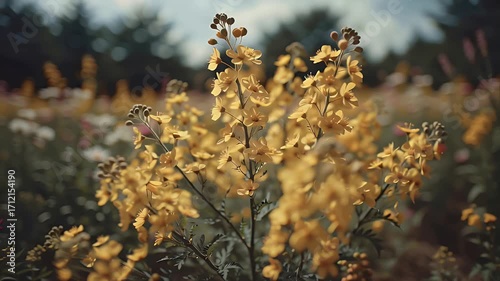 Golden Meadow: A Burst of Yellow Flowers