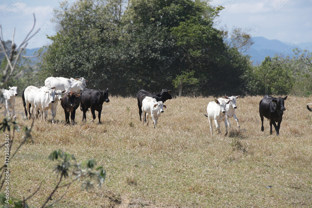 Fototapeta premium Bezerros pastando em liberdade, símbolos da vida rural e da conexão com a natureza. A tranquilidade do campo e a pureza dos animais revelam a essência da pecuária sustentável e a harmonia.