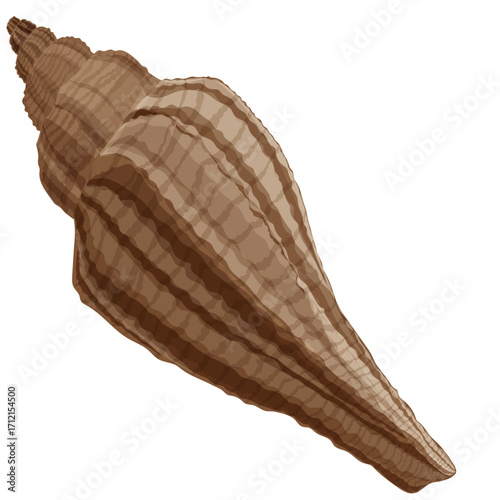 Beautiful conch shell vector illustration, perfect for ocean, beach, and coastal themes.