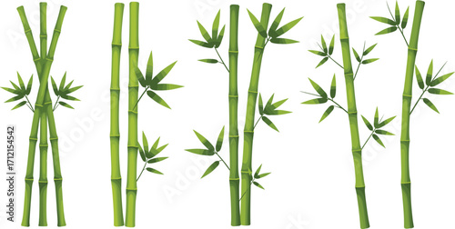 Green bamboo stalks illustration, bamboo stems with leaves, tropical plant vector, natural bamboo design, Asian culture art, eco friendly nature