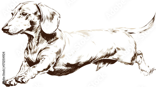 Playful Dachshund Dog in Motion Outline Running