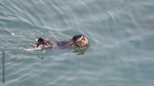 Cape Kiritappu, Hokkaido Wild sea otter parent and child raising their young