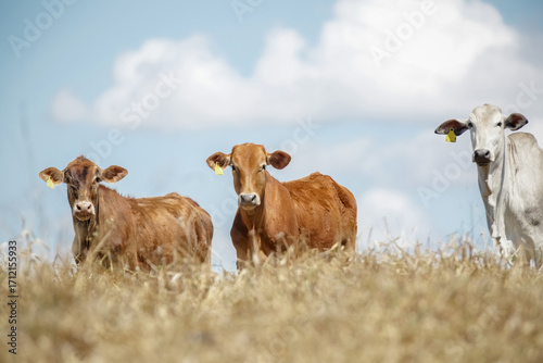 Bezerros pastando em liberdade, símbolos da vida rural e da conexão com a natureza. A tranquilidade do campo e a pureza dos animais revelam a essência da pecuária sustentável e a harmonia.